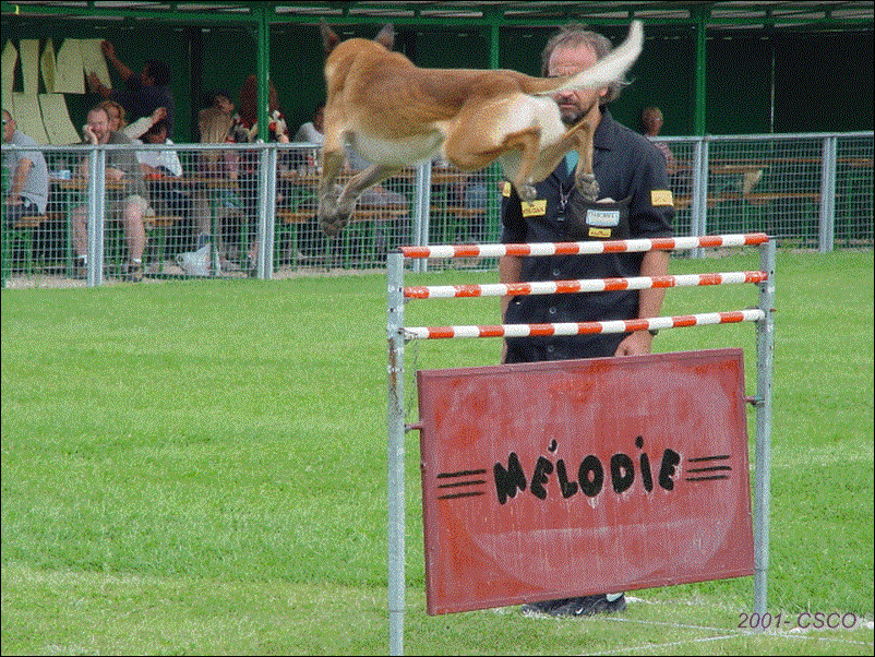 2001-003.gif