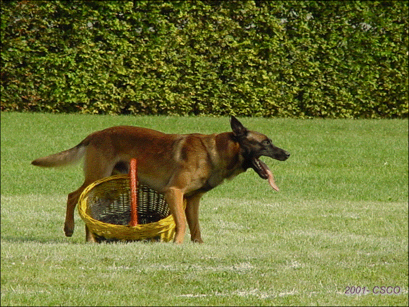 2001-010.gif