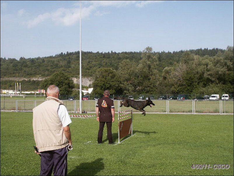 Falko-haie.jpg