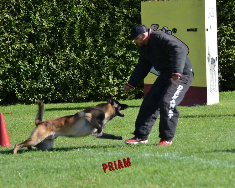 Priam-rech1.jpg